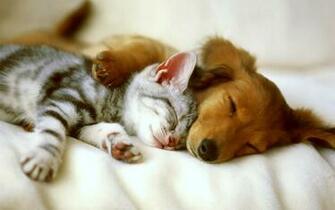 Funny Animals Pictures Widescreen Wallpaper