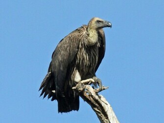 Vulture Wallpaper Wallpaper9