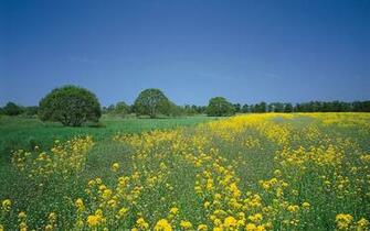 Summer C Mp Copacii Galben Wallpaper