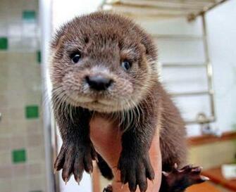 Baby Otter