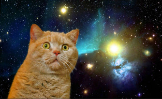 Cat Meme Wallpaper S