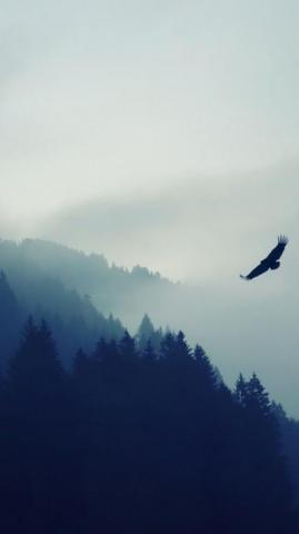 Forest 5k 4k Wallpaper Fog Eagle Landscape