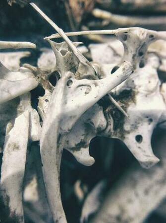 HD Wallpaper Bone Bones Skeleton Anatomy Anatomical Zoology