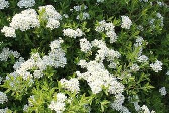 Flowers Bush Shrub Photo On