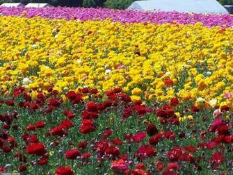 Field Of Roses Wallpaper Open Walls