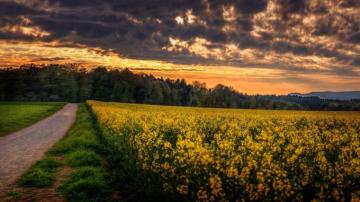 Meadows Wildflowers Sunset Trees Fotografia 4k HD Vistas