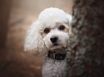 Animal Poodle HD Wallpaper