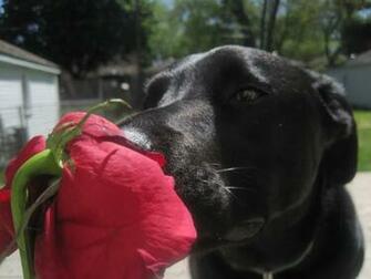 Puppy Love Dogs Wallpaper