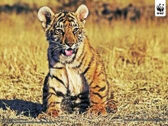 Tiger Cool Background iPad Wallpaper