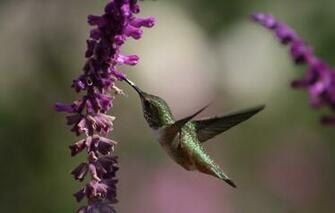 Wallpaper Humming Bird Beautiful Hummingbirds