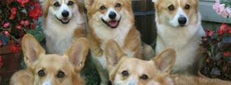 Dogs Puppies Corgi HD Wallpaper Animals Zoo
