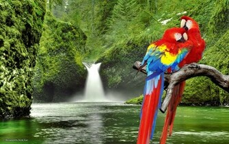 Macaw Jpg
