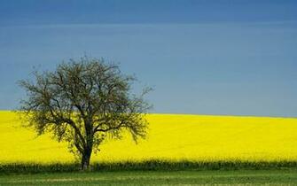 Windows Background Yellow Colza Field Wallpaper