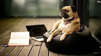 Cool Pug Wallpaper Cute Love