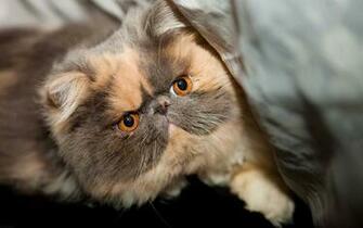 My Lovely Fat Cat Wallpaper The Database