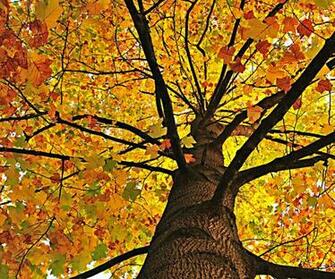 Awesome Yellow Tree Wallpaper High Definition For