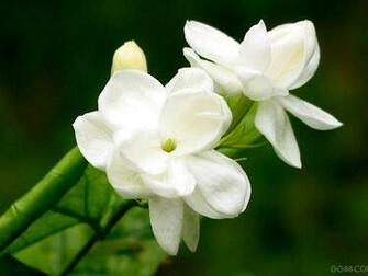 White Jasmine Flower Wallpaper HD