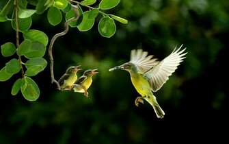Hummingbird Wallpaper HD