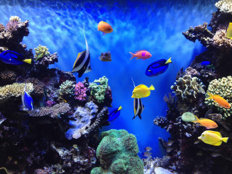Printable Fish Tank Background Wallpaper