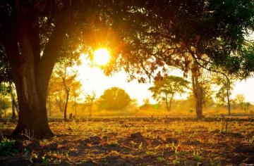 Warm Spring Morning Tree Shoot Background HD