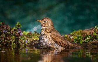 Wallpaper Water Nature Bird Vegetation Bathing Bokeh Tamas