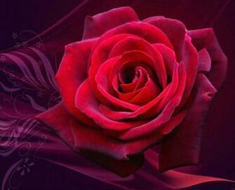 Velvet Romance In Red And Purple Dedicated To Hopelessromantic Hq