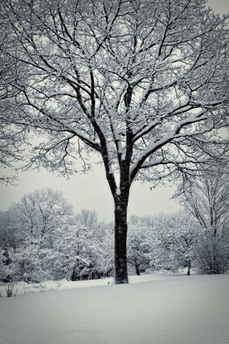 Trees Simply Beautiful iPhone Wallpaper