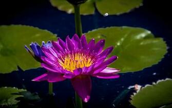 Water Lily Computer Wallpaper Desktop Background Id