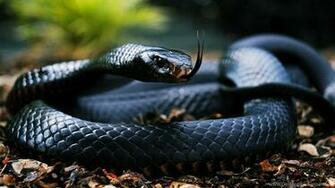 King Cobra Wallpaper Image Group