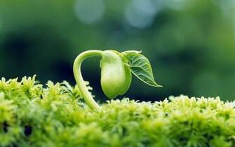 Background Sprout Leaves Fresh Desktop Wallpaper