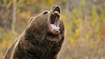 Grizzly Bear Wallpaper