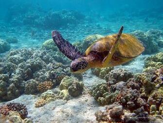 Turtle Wallpaper Pets Cute And Docile