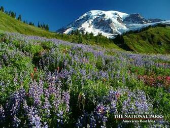 Mt Rainier Wallpaper