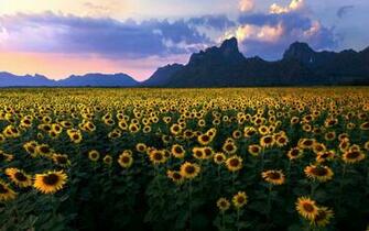 Sunflowers Fields Wallpaper Description