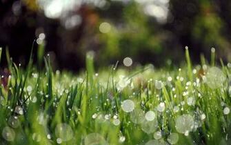 Ios Rain Drops Green Grass For Android