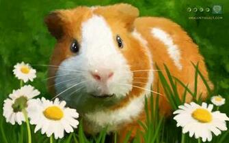 Guinea Pig Wallpaper Screensaver For Your Pc Mac iPad Cell Phone