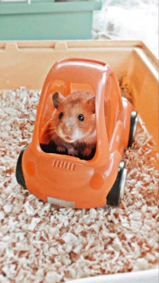 So Cute Wild Animals Hamsters Baby