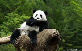 Panda Wallpaper Cute And Funny Pandas HD