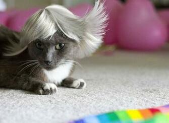 Cool Cats Haircuts