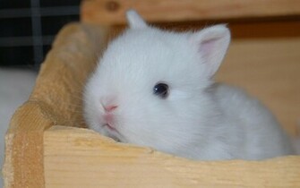 Bunny Rabbit HD Wallpaper Hot