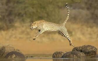 Cheetah Running Wallpaper Desktop Cheetahs Dromgdc