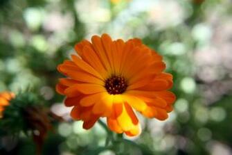Flower Close Up Wallpaper