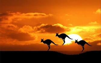 Kangaroo Wallpaper Wallpaperexpert Journal