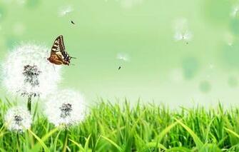 Wallpaper Summer Grass Flowers Nature Background Butterfly