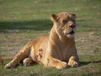 Wallpaper Pc Computer Lioness