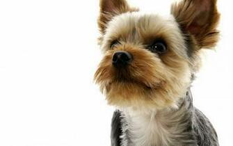 Wallpaper Desktop Dogs Yorkie