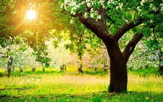 Beautiful Spring Nature Desktop Wallpaper New HD