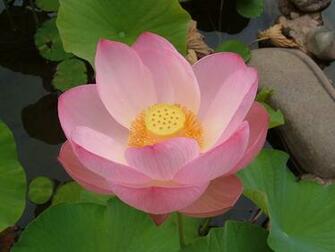 Desk Top Wallpaper Pc Lotus Flower