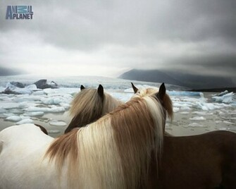 Animal Planet Wallpaper Horses