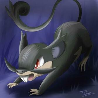 Rattata Pokemon Wallpaper Image